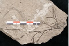 Foto (Detailansicht) von Plantae indet.  (NHMW-GEO-2024-0188-11554)